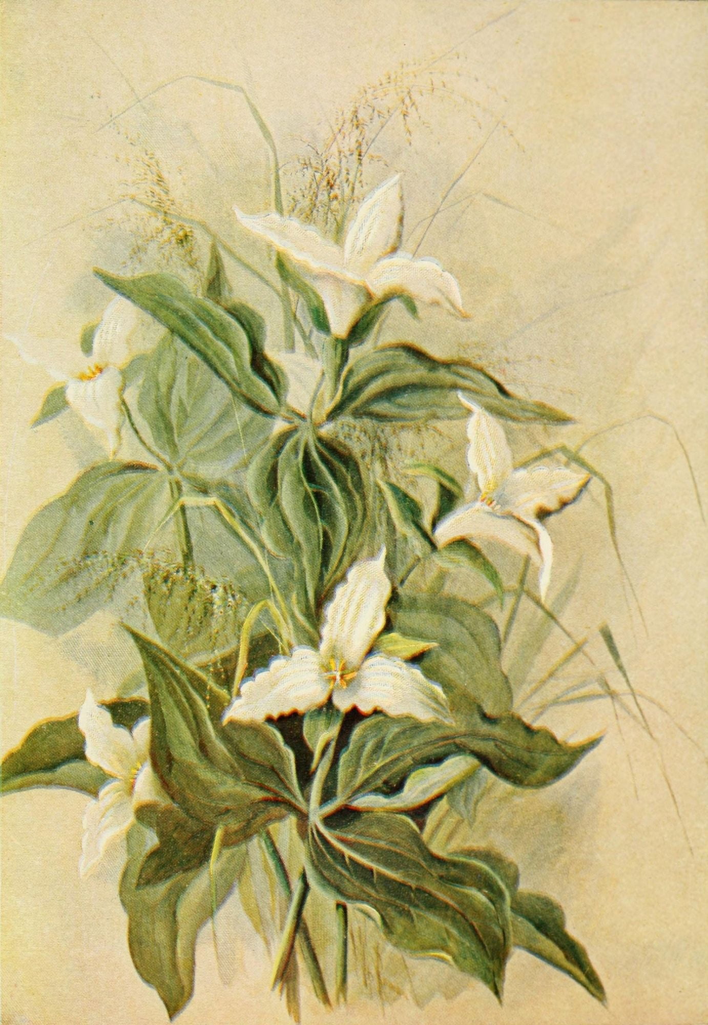 Guide to the Wild Flowers 1899 Large-flowered Wake-Robin Canvas Art - Ellis Rowan (18 x 24)
