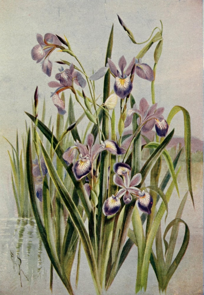 Guide to the Wild Flowers 1899 Larger Blue Flag Canvas Art - Ellis Rowan (24 x 36)