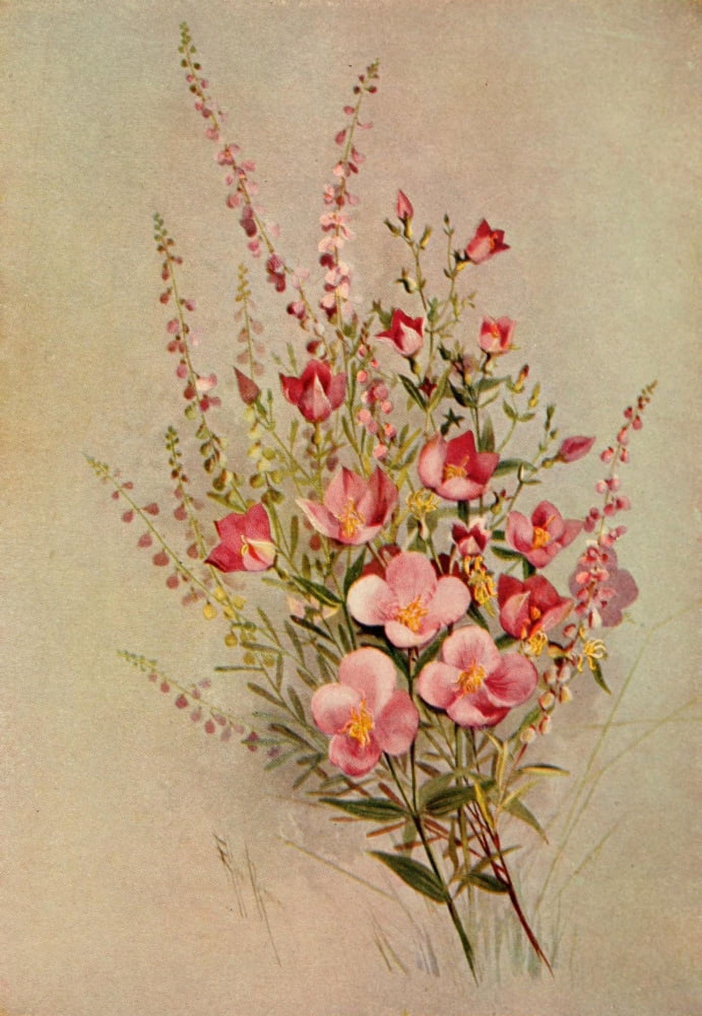 Guide to the Wild Flowers 1899 Meadow Beauty Milkwort Canvas Art - Ellis Rowan (18 x 24)
