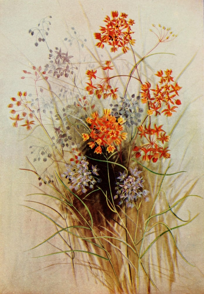 Guide to the Wild Flowers 1899 Milkweed Canvas Art - Ellis Rowan (24 x 36)