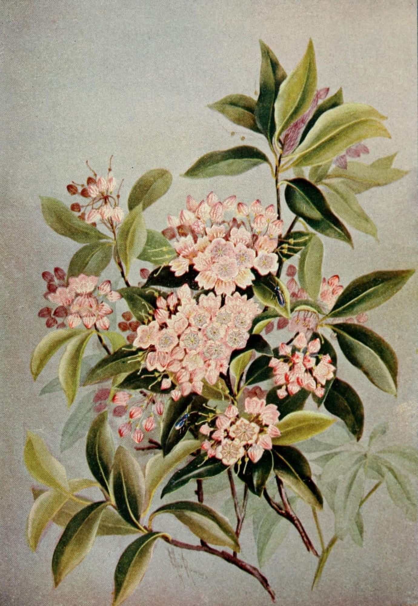 Guide to the Wild Flowers 1899 Mountain Laurel Canvas Art - Ellis Rowan (18 x 24)