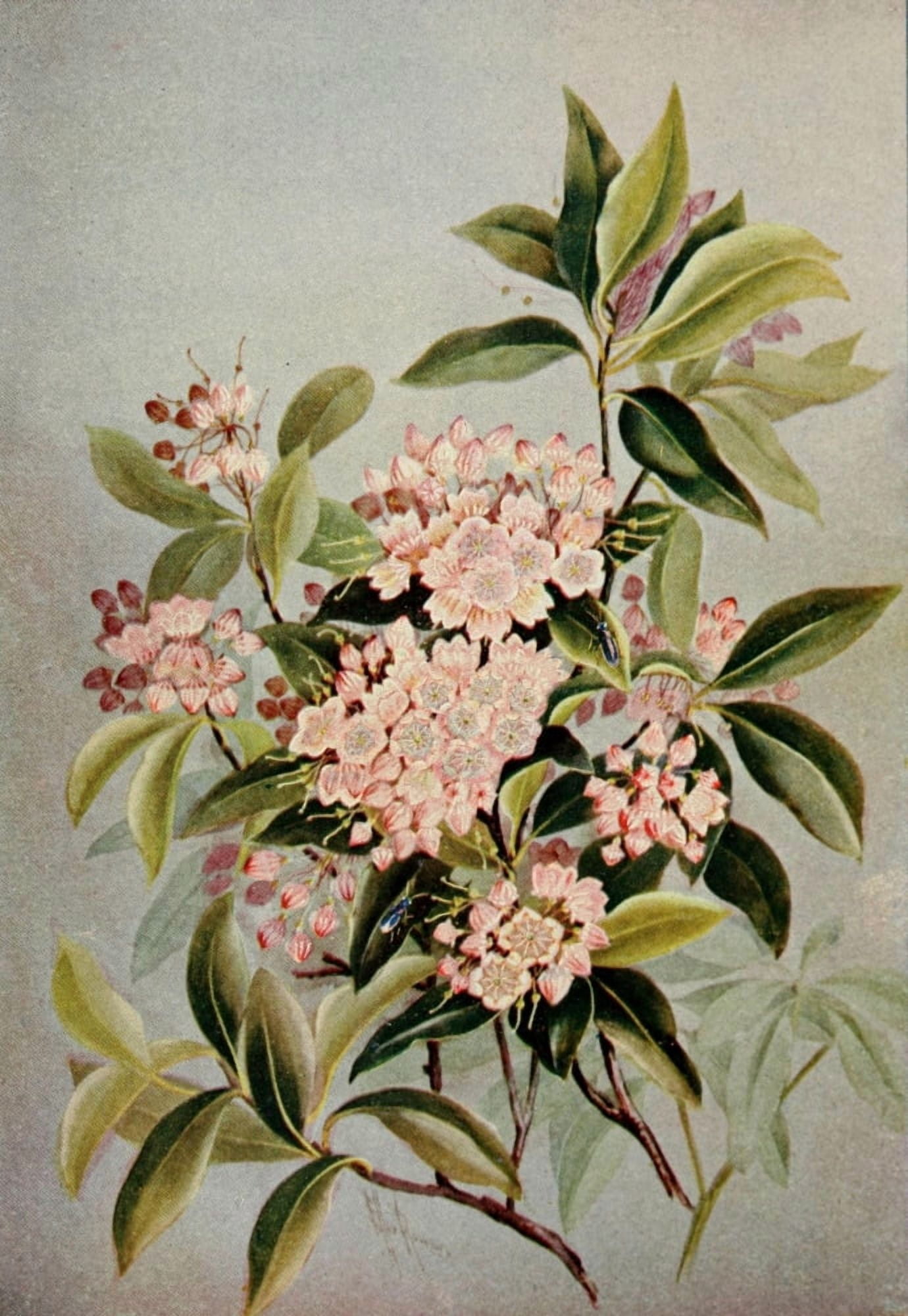 Guide to the Wild Flowers 1899 Mountain Laurel Canvas Art - Ellis Rowan (24 x 36)