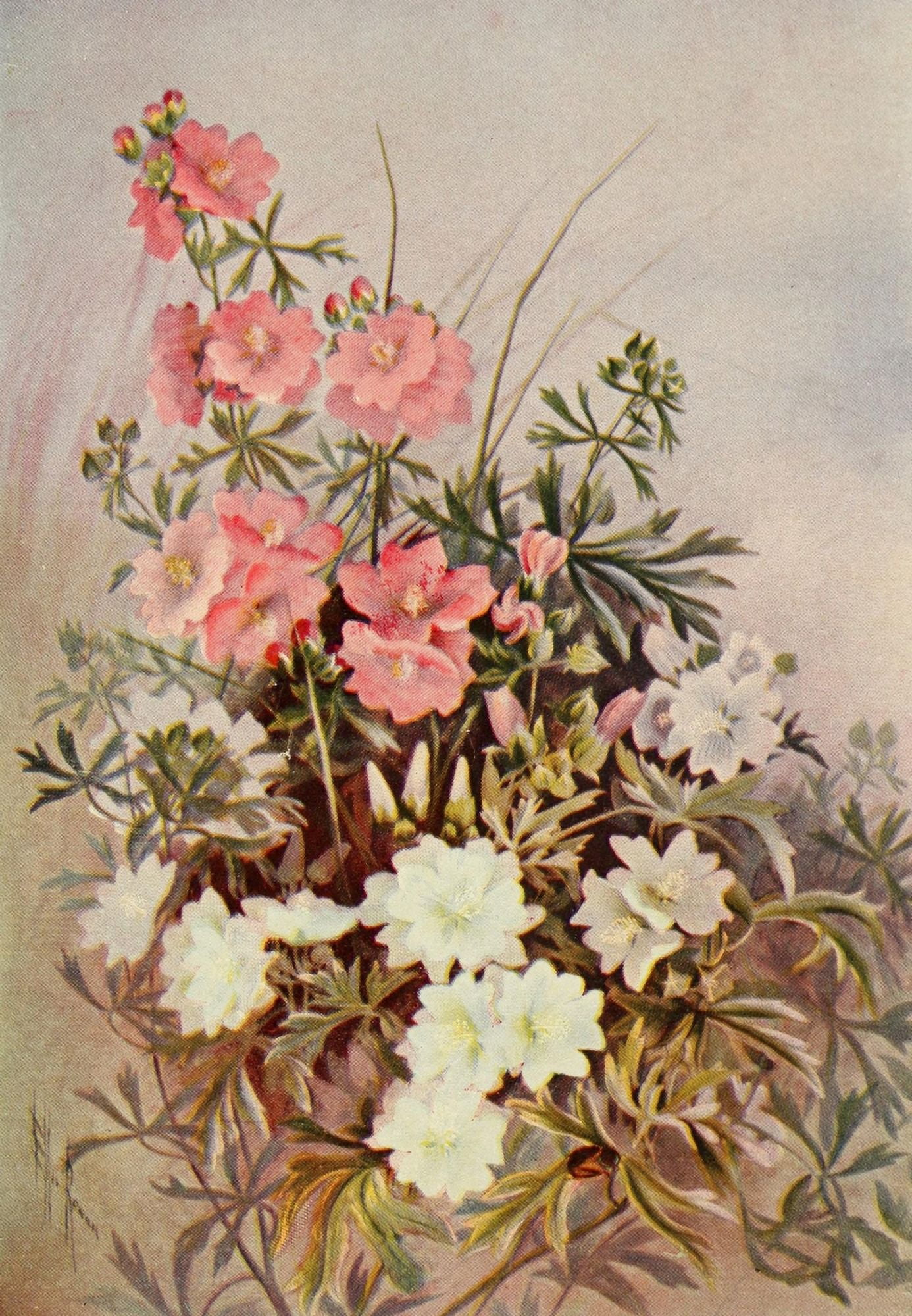 Guide to the Wild Flowers 1899 Musk Mallow Canvas Art - Ellis Rowan (24 x 36)