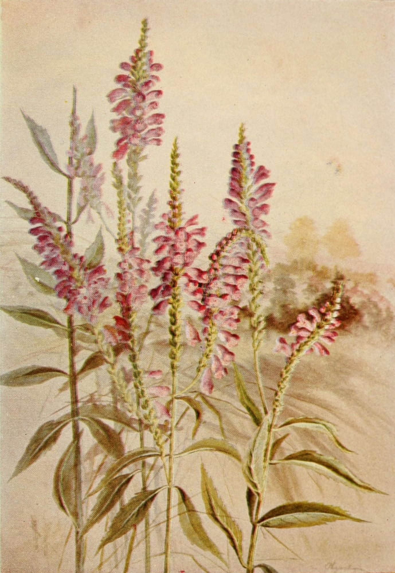 Guide to the Wild Flowers 1899 Obedient plant Canvas Art - Ellis Rowan (18 x 24)