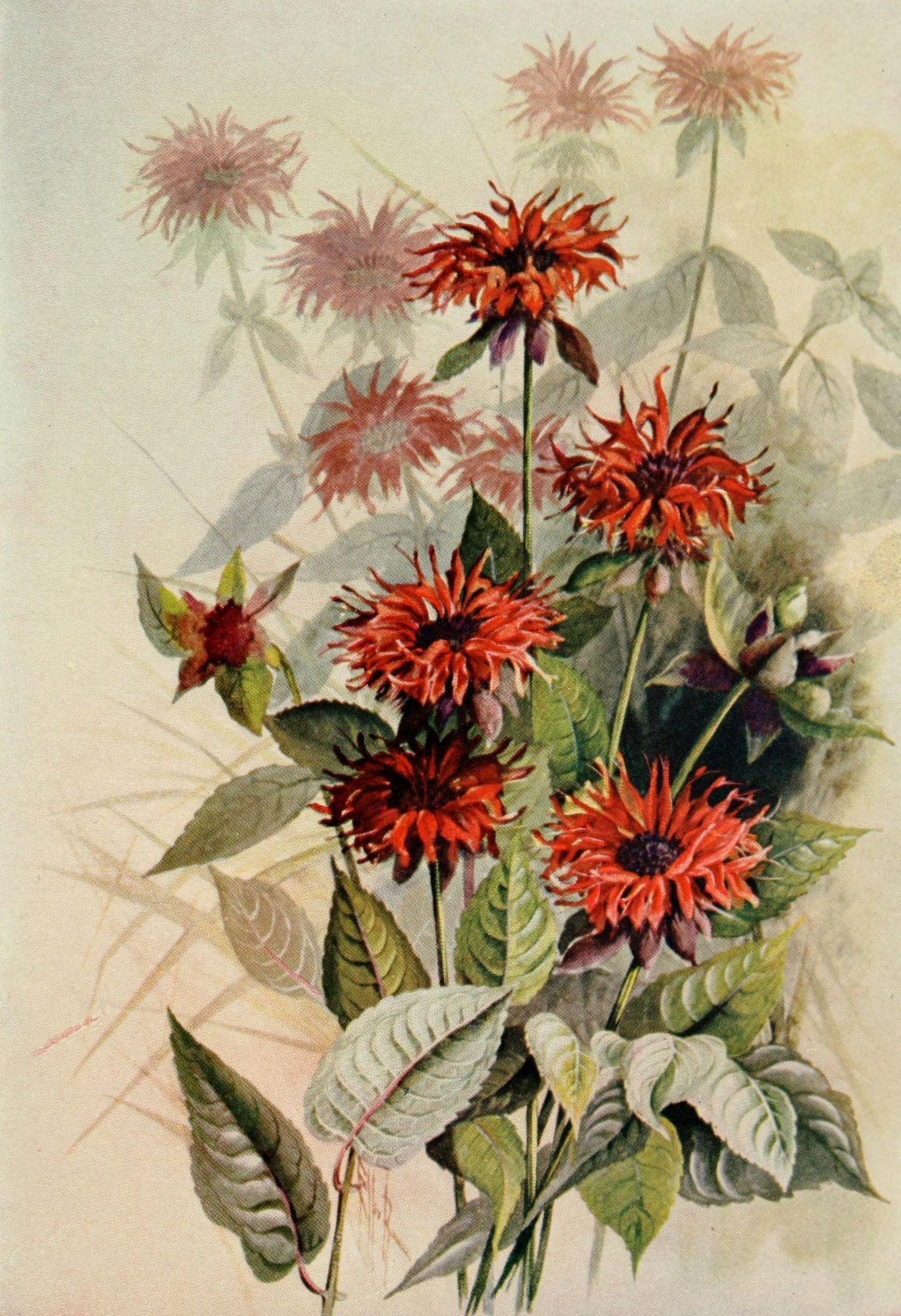 Guide to the Wild Flowers 1899 Oswego-tea Canvas Art - Ellis Rowan (18 x 24)