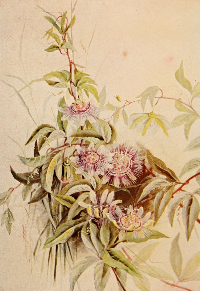 Guide to the Wild Flowers 1899 Passion Flower Canvas Art - Ellis Rowan (18 x 24)