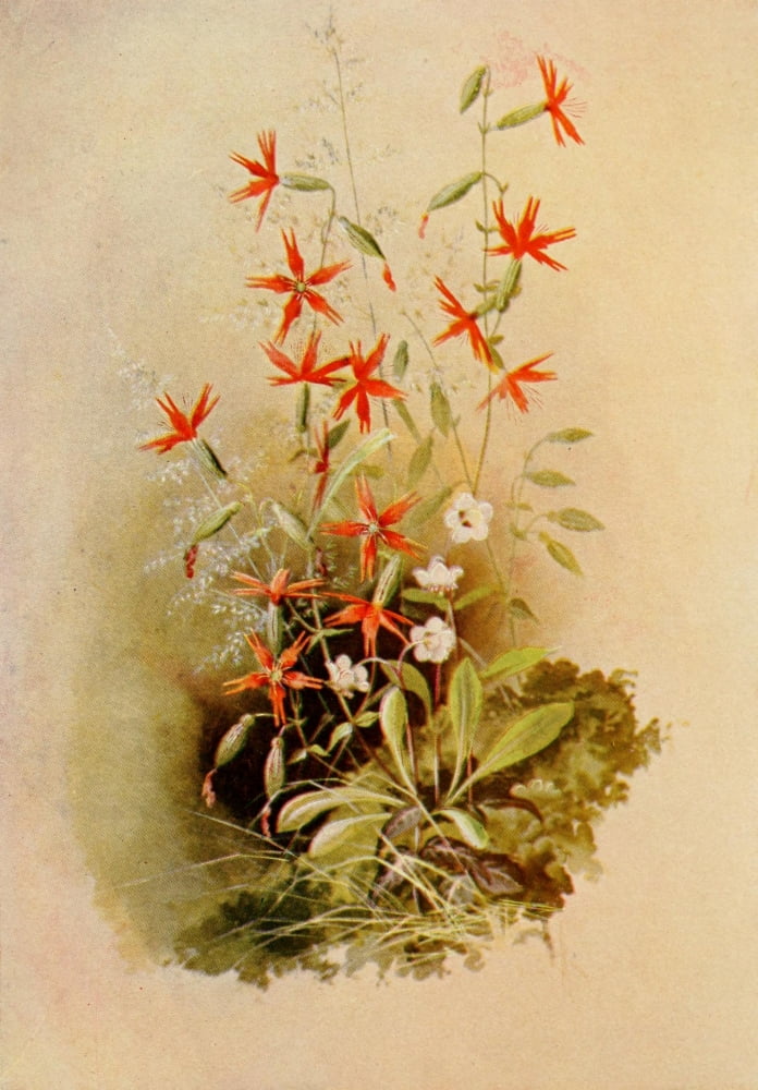 Guide to the Wild Flowers 1899 Pipsissewa Fire Pink Canvas Art - Ellis Rowan (24 x 36)