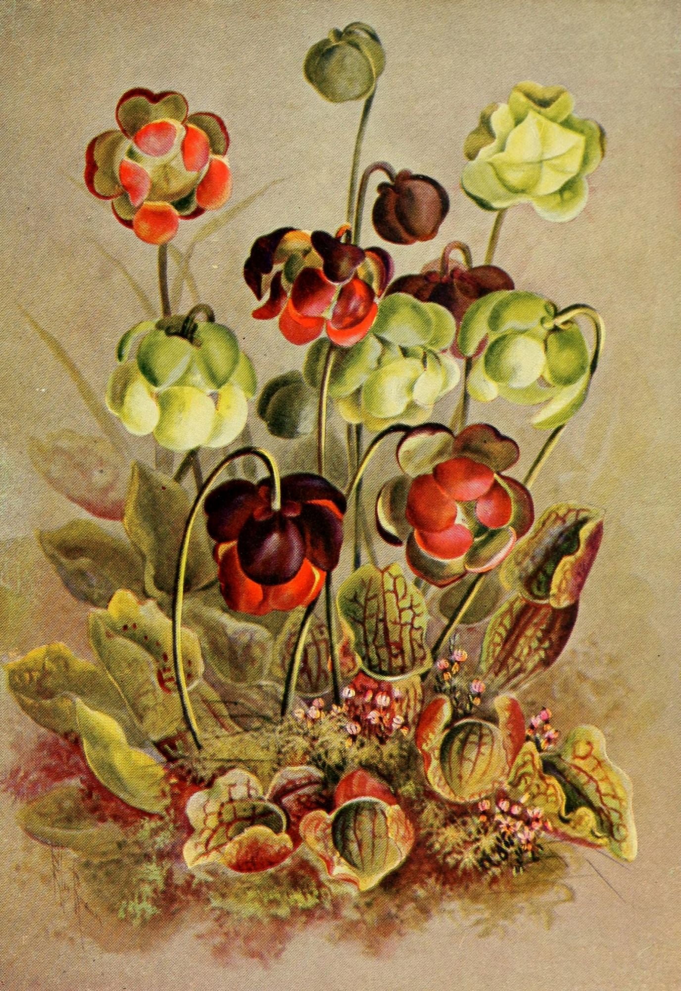 Guide to the Wild Flowers 1899 Pitcher-plant et al Canvas Art - Ellis Rowan (24 x 36)