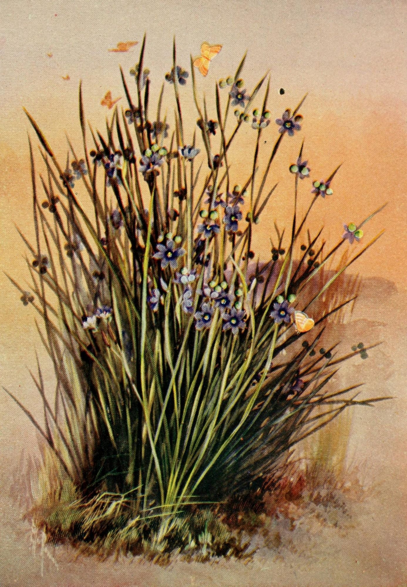 Guide to the Wild Flowers 1899 Pointed Blue-eyed Grass Canvas Art - Ellis Rowan (18 x 24)