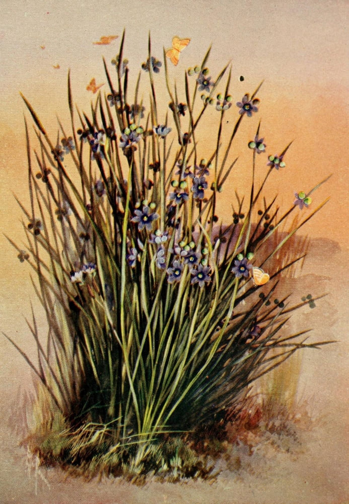 Guide to the Wild Flowers 1899 Pointed Blue-eyed Grass Canvas Art - Ellis Rowan (24 x 36)