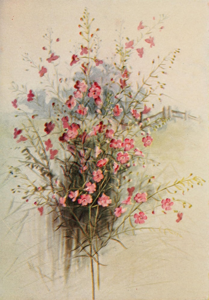 Guide to the Wild Flowers 1899 Purple Gerardia Canvas Art - Ellis Rowan (24 x 36)