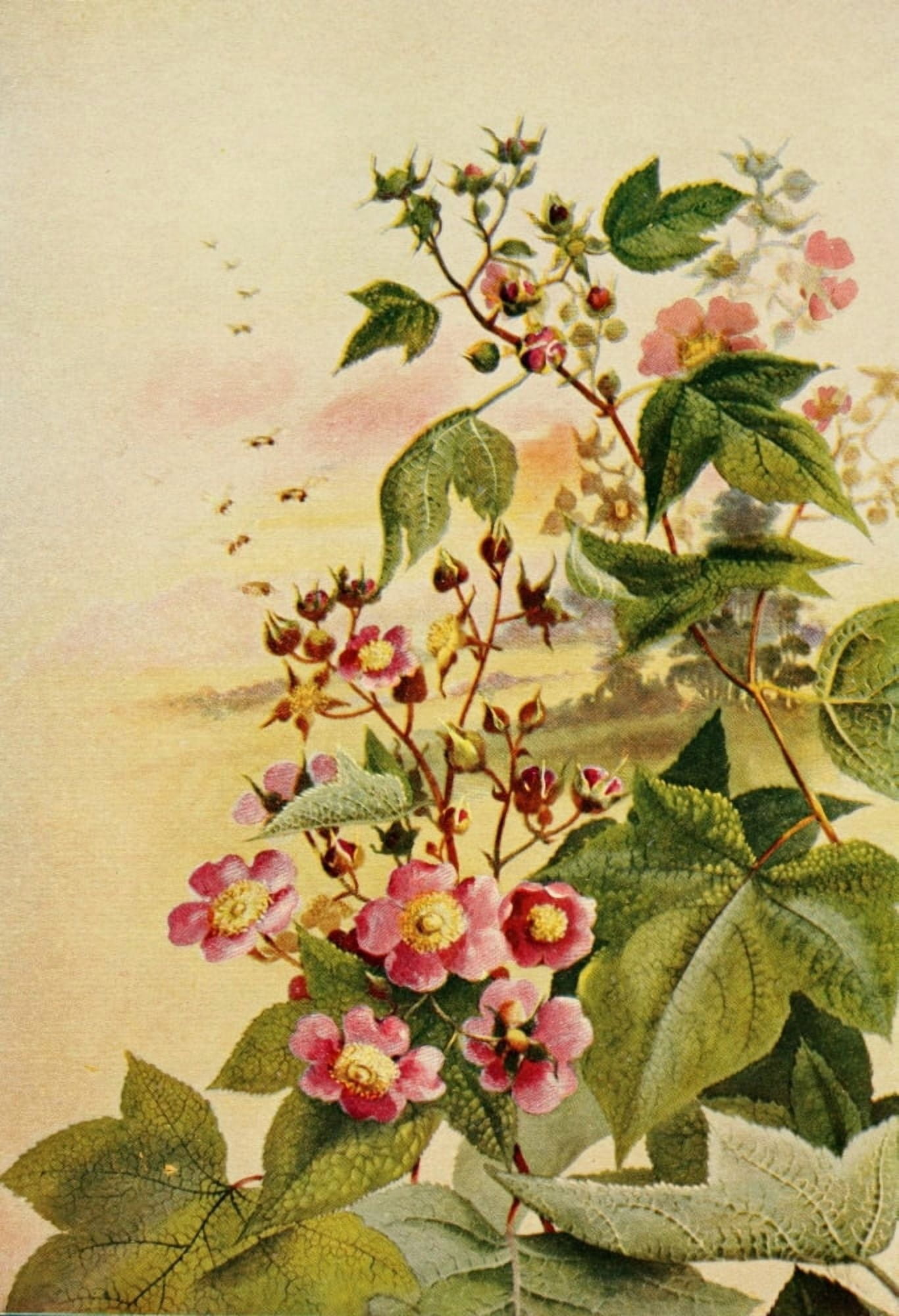 Guide to the Wild Flowers 1899 Purple-flowering Raspberry Canvas Art - Ellis Rowan (18 x 24)