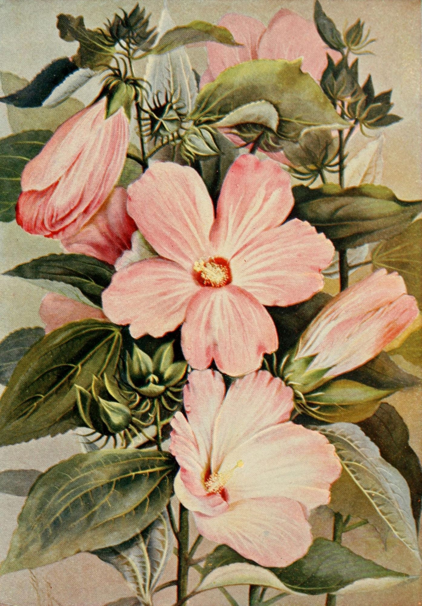 Guide to the Wild Flowers 1899 Rose Mallow Canvas Art - Ellis Rowan (18 x 24)