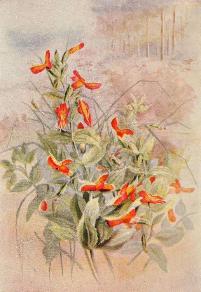 Guide to the Wild Flowers 1899 Scarlet Monkey-flower Canvas Art - Ellis Rowan (18 x 24)