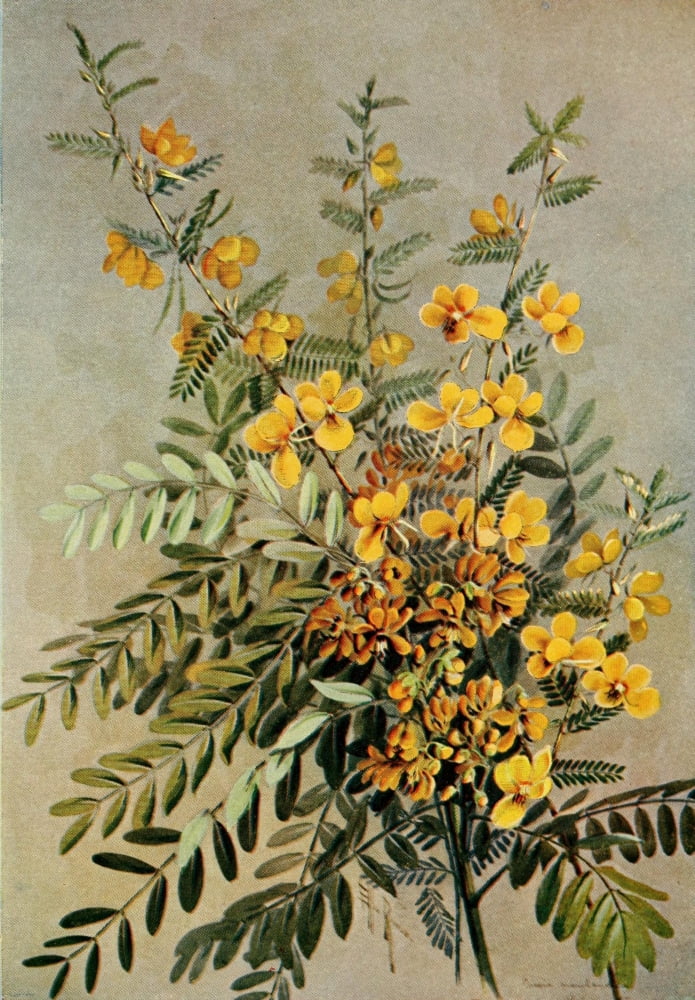 Guide to the Wild Flowers 1899 Senna Partridge Pea Canvas Art - Ellis Rowan (18 x 24)