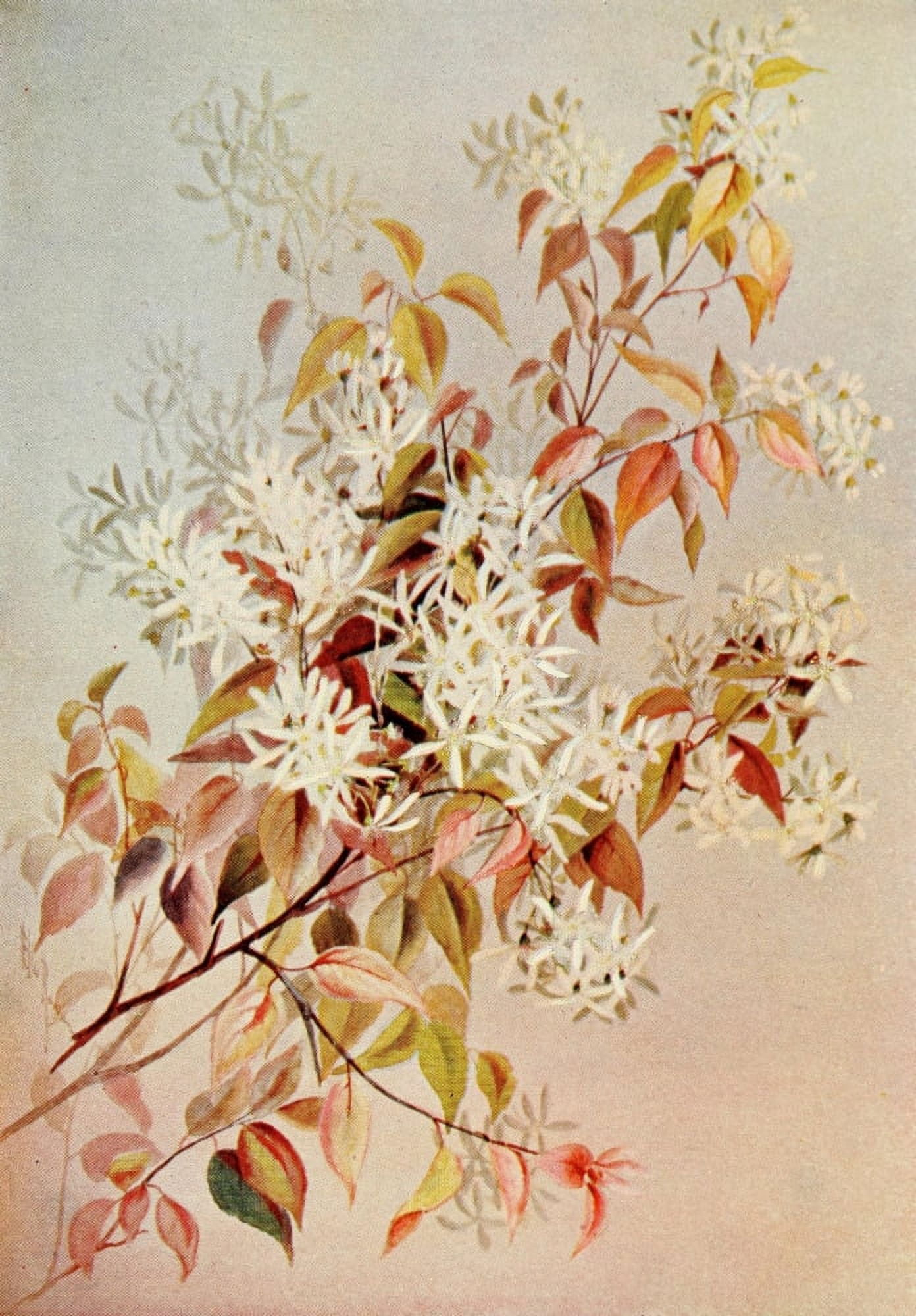 Guide to the Wild Flowers 1899 Shad-bush Canvas Art - Ellis Rowan (18 x 24)
