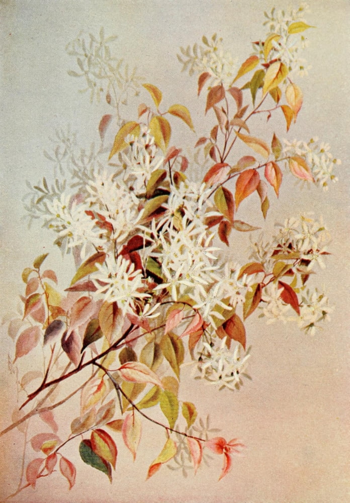 Guide to the Wild Flowers 1899 Shad-bush Canvas Art - Ellis Rowan (24 x 36)
