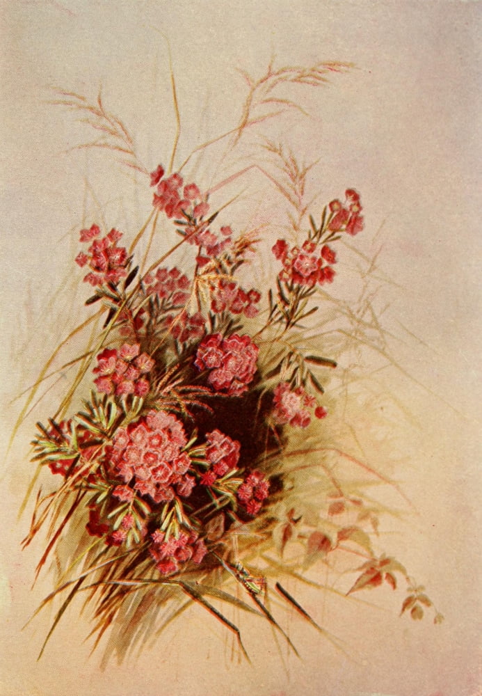 Guide to the Wild Flowers 1899 Sheep Laurel Canvas Art - Ellis Rowan (24 x 36)