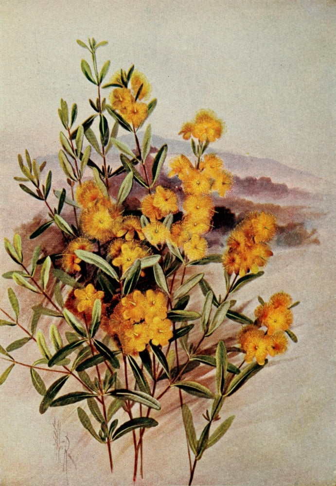 Guide to the Wild Flowers 1899 Shrubby St Johns Wort Canvas Art - Ellis Rowan (24 x 36)
