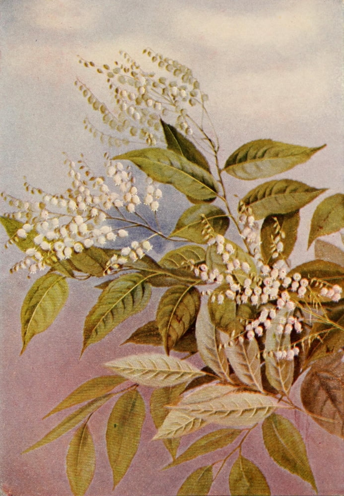 Guide to the Wild Flowers 1899 Sourwood Canvas Art - Ellis Rowan (18 x 24)