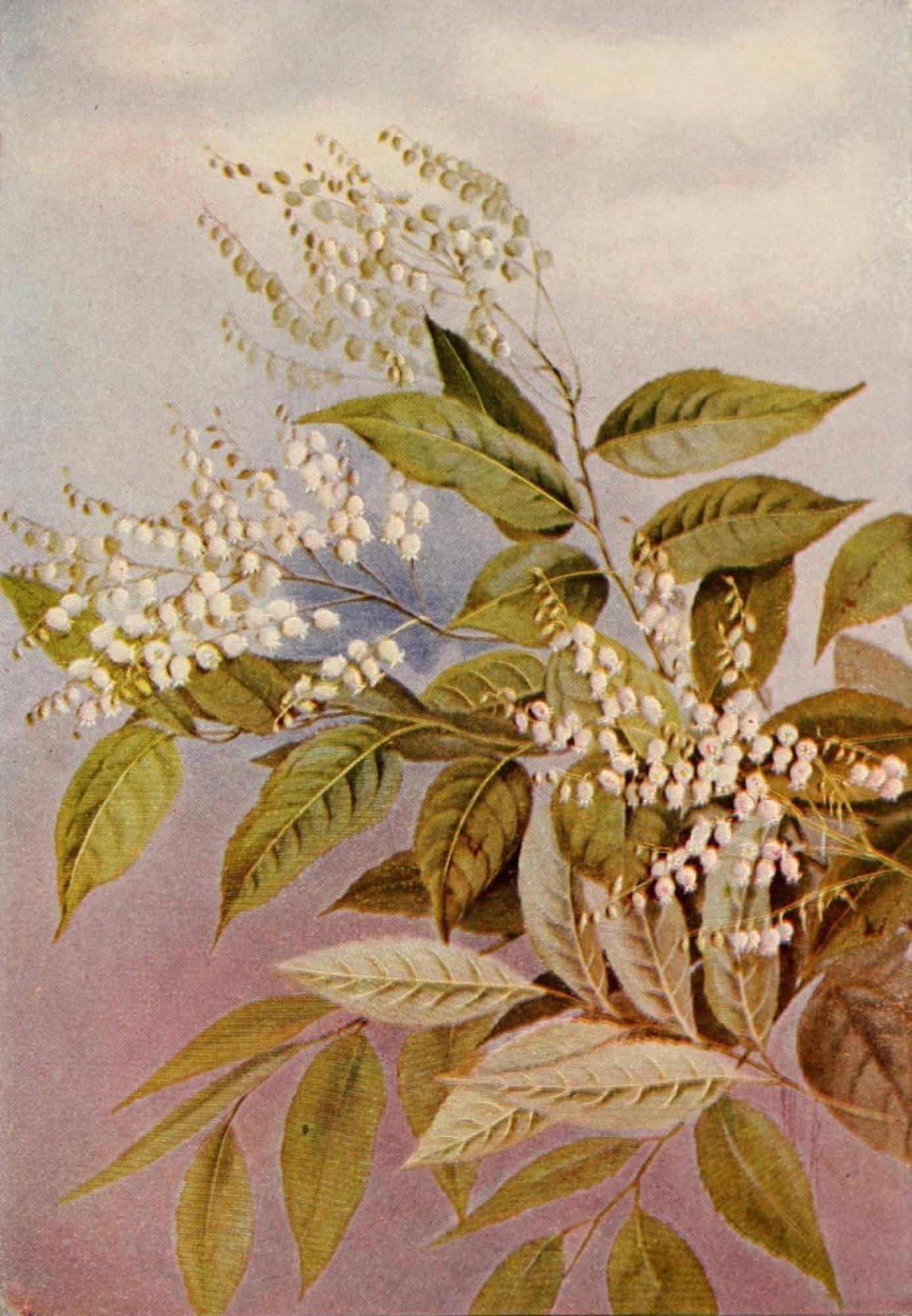 Guide to the Wild Flowers 1899 Sourwood Canvas Art - Ellis Rowan (24 x 36)