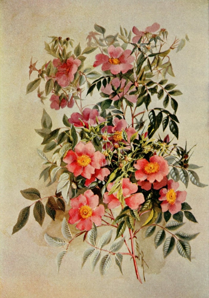 Guide to the Wild Flowers 1899 Swamp Rose Canvas Art - Ellis Rowan (24 x 36)