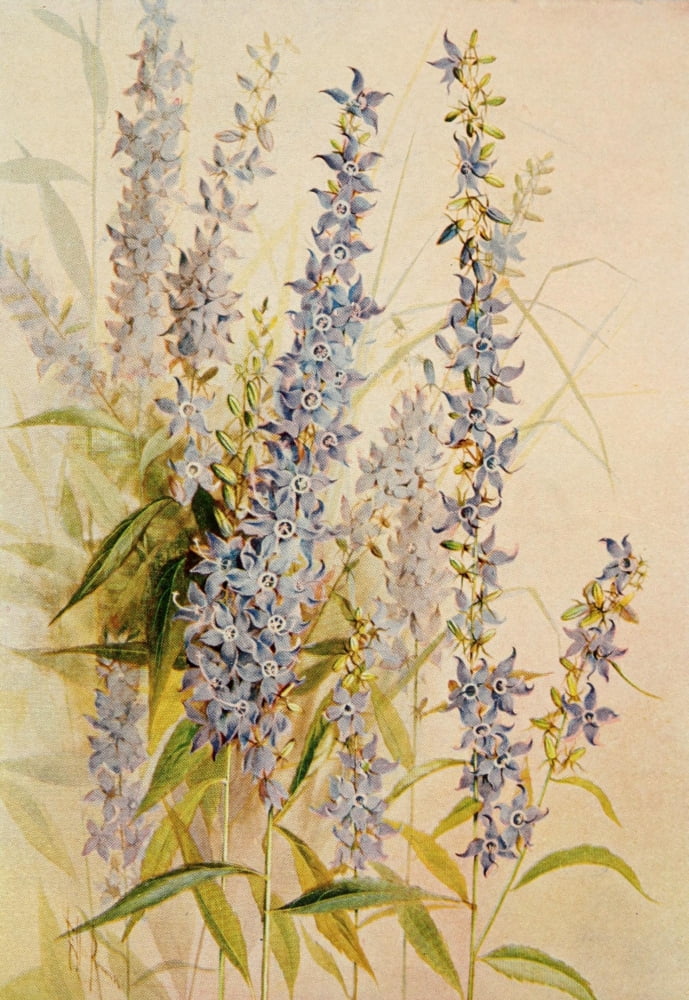 Guide to the Wild Flowers 1899 Tall Wild Bellflower Canvas Art - Ellis Rowan (24 x 36)