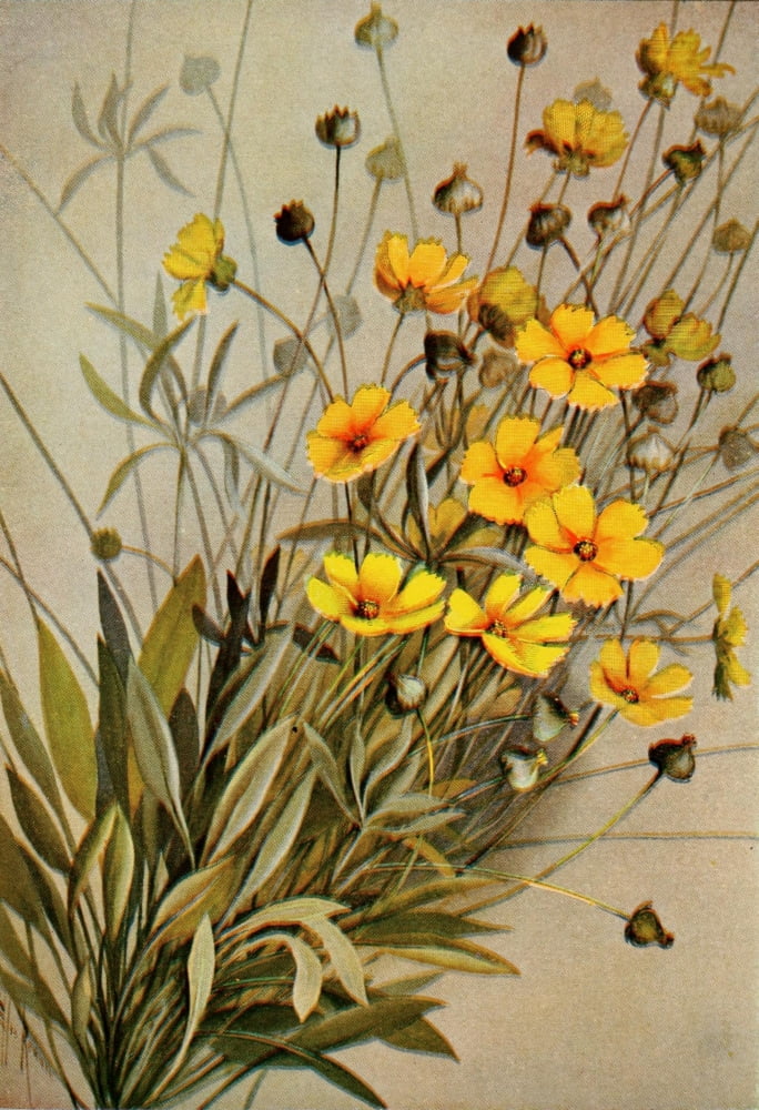 Guide to the Wild Flowers 1899 Tick-seed Canvas Art - Ellis Rowan (18 x 24)