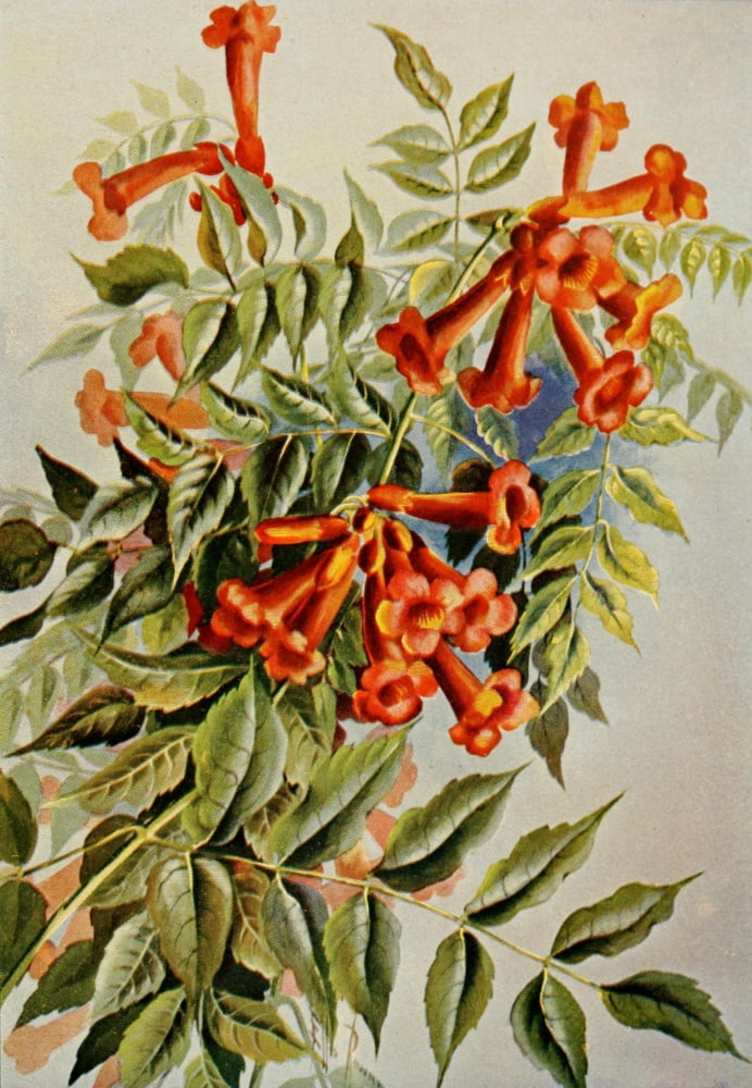 Guide to the Wild Flowers 1899 Trumpet Flower Canvas Art - Ellis Rowan (24 x 36)