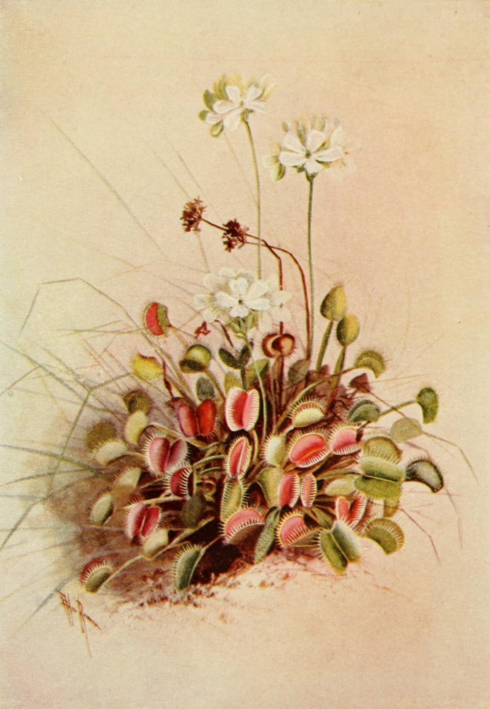 Guide to the Wild Flowers 1899 Venus Fly-trap Canvas Art - Ellis Rowan (24 x 36)