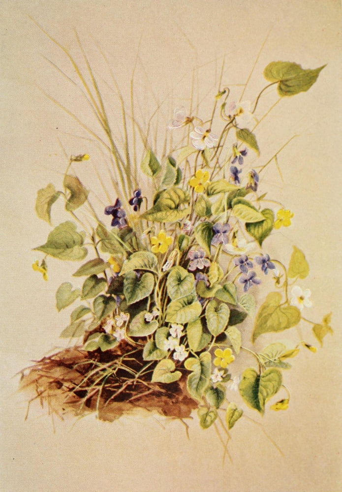 Guide to the Wild Flowers 1899 Violets Canvas Art - Ellis Rowan (24 x 36)