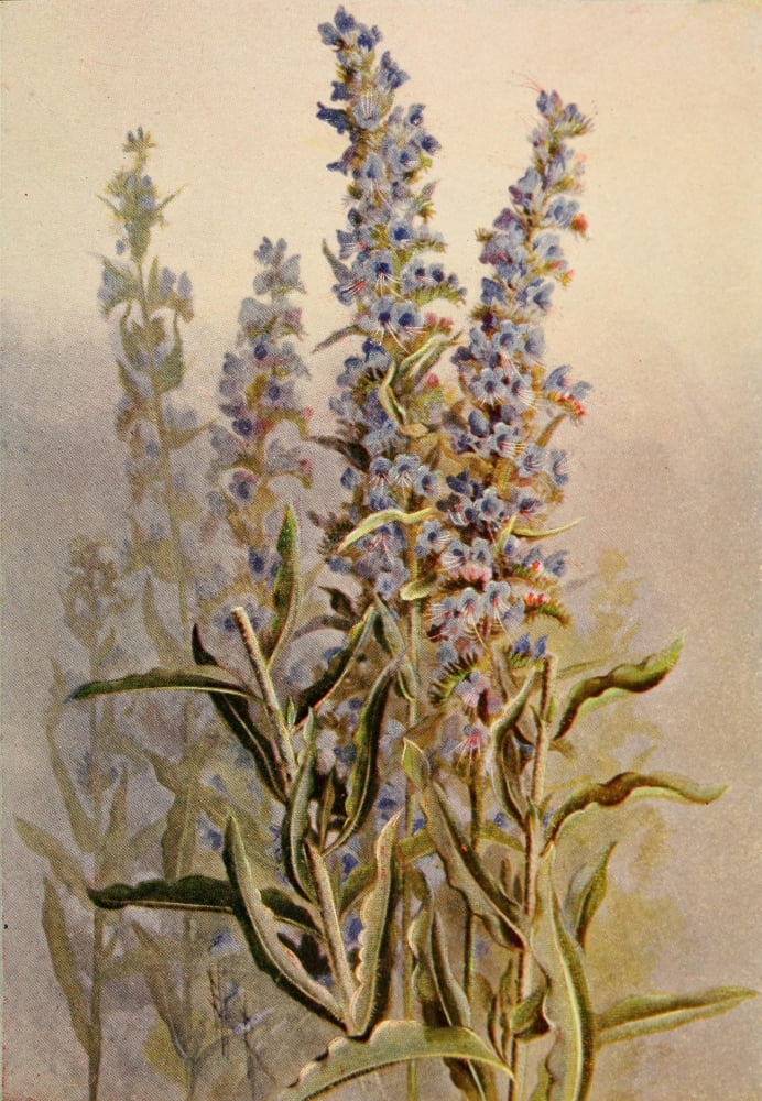 Guide to the Wild Flowers 1899 Vipers Bugloss Canvas Art - Ellis Rowan (24 x 36)