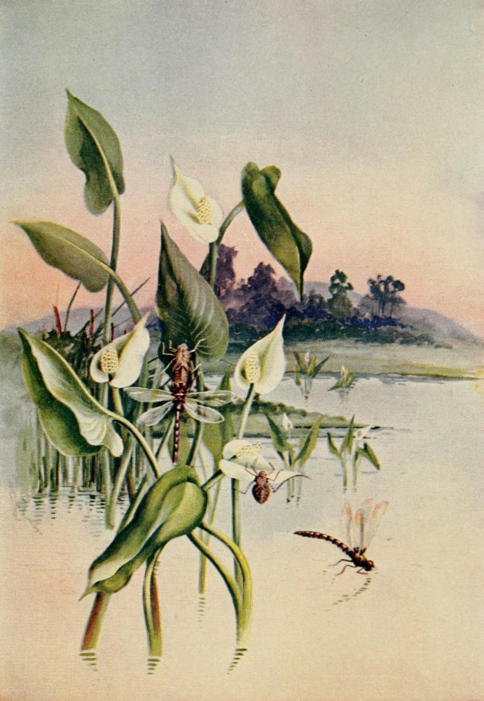 Guide to the Wild Flowers 1899 Water Arum Canvas Art - Ellis Rowan (18 x 24)