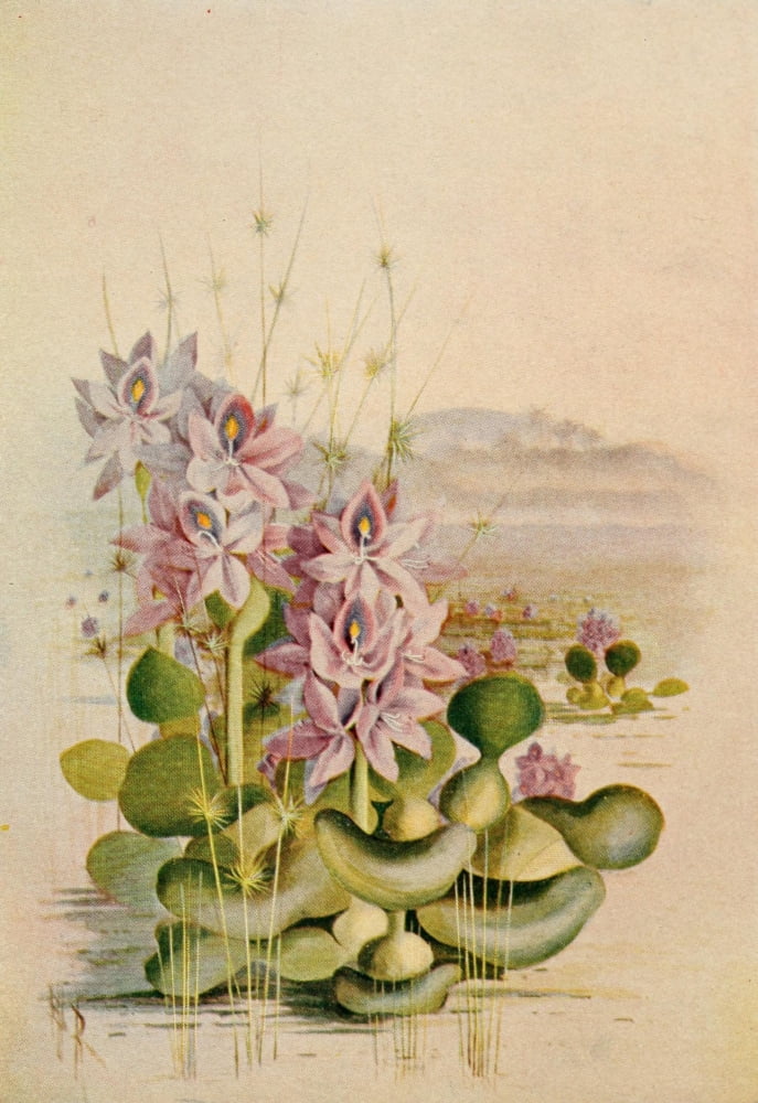 Guide to the Wild Flowers 1899 Water Hyacinth Canvas Art - Ellis Rowan (24 x 36)