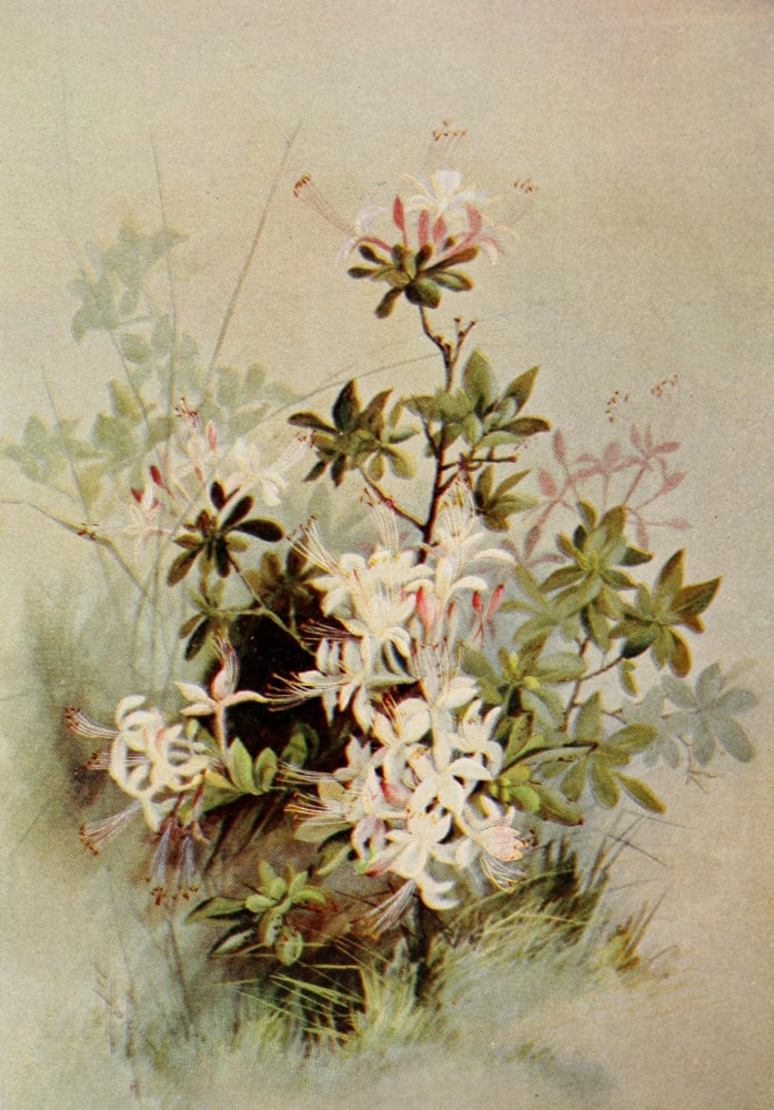 Guide to the Wild Flowers 1899 White Swamp Honeysuckle Canvas Art - Ellis Rowan (18 x 24)