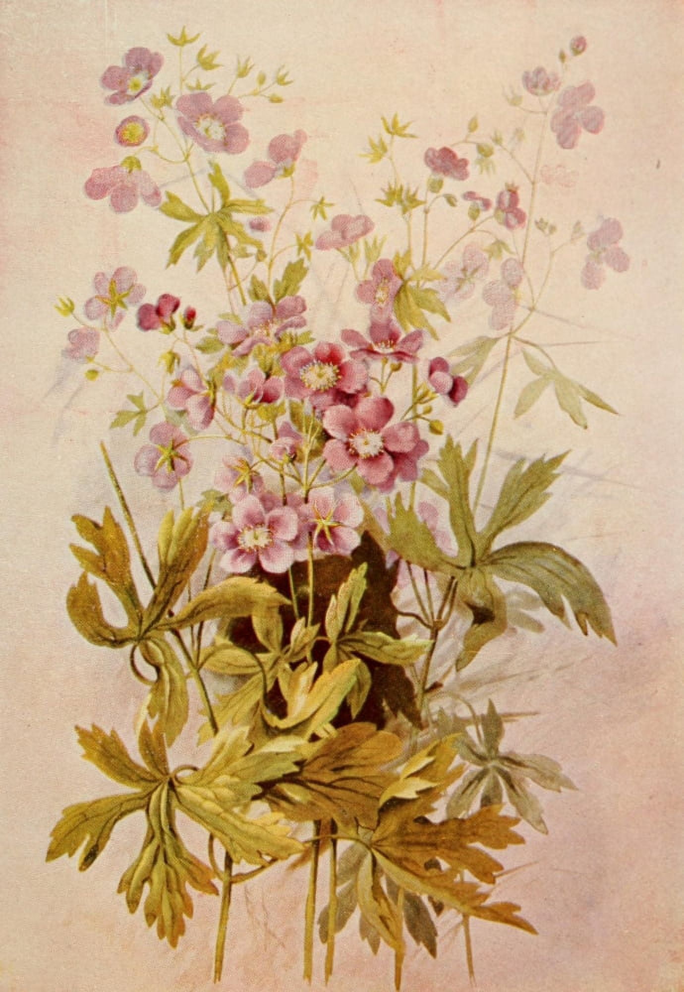 Guide to the Wild Flowers 1899 Wild Geranium Canvas Art - Ellis Rowan (24 x 36)