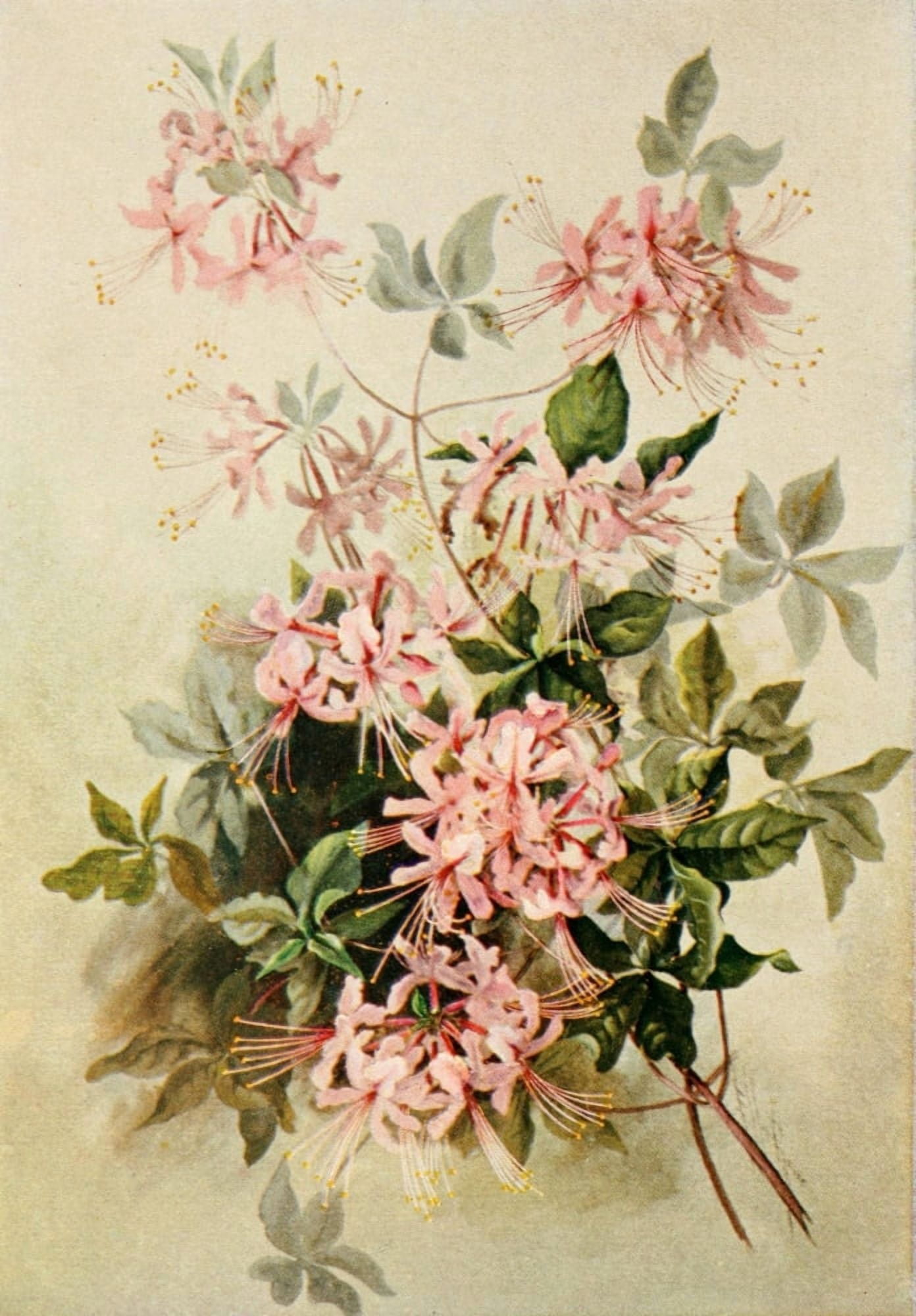 Guide to the Wild Flowers 1899 Wild Honeysuckle Canvas Art - Ellis Rowan (18 x 24)