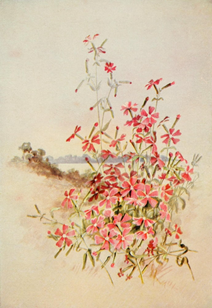 Guide to the Wild Flowers 1899 Wild Pink Canvas Art - Ellis Rowan (18 x 24)