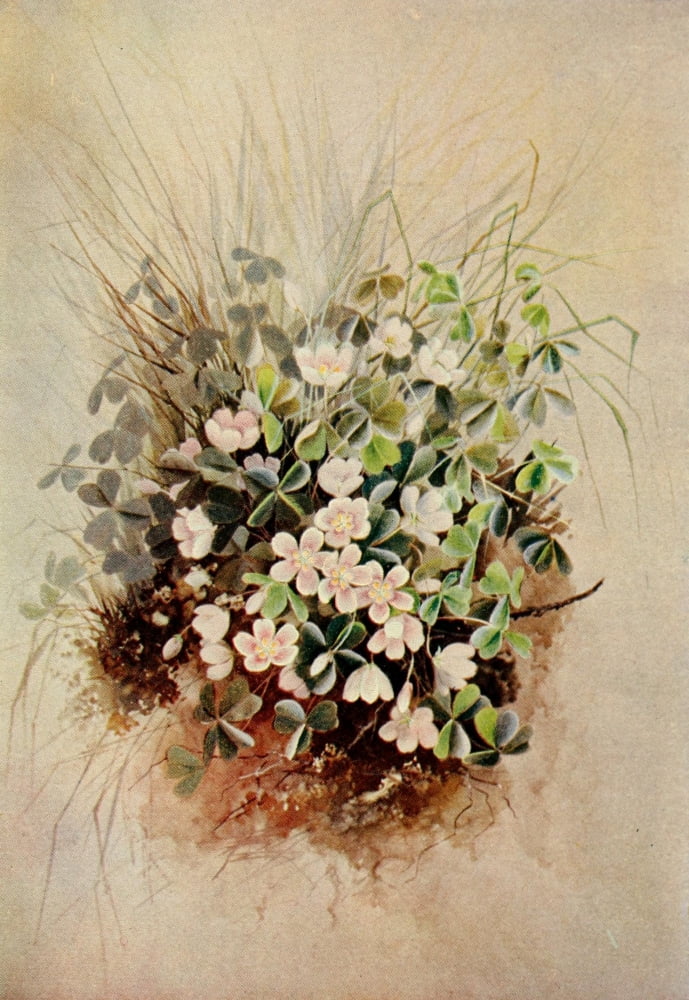 Guide to the Wild Flowers 1899 Wood Sorrel Canvas Art - Ellis Rowan (24 x 36)