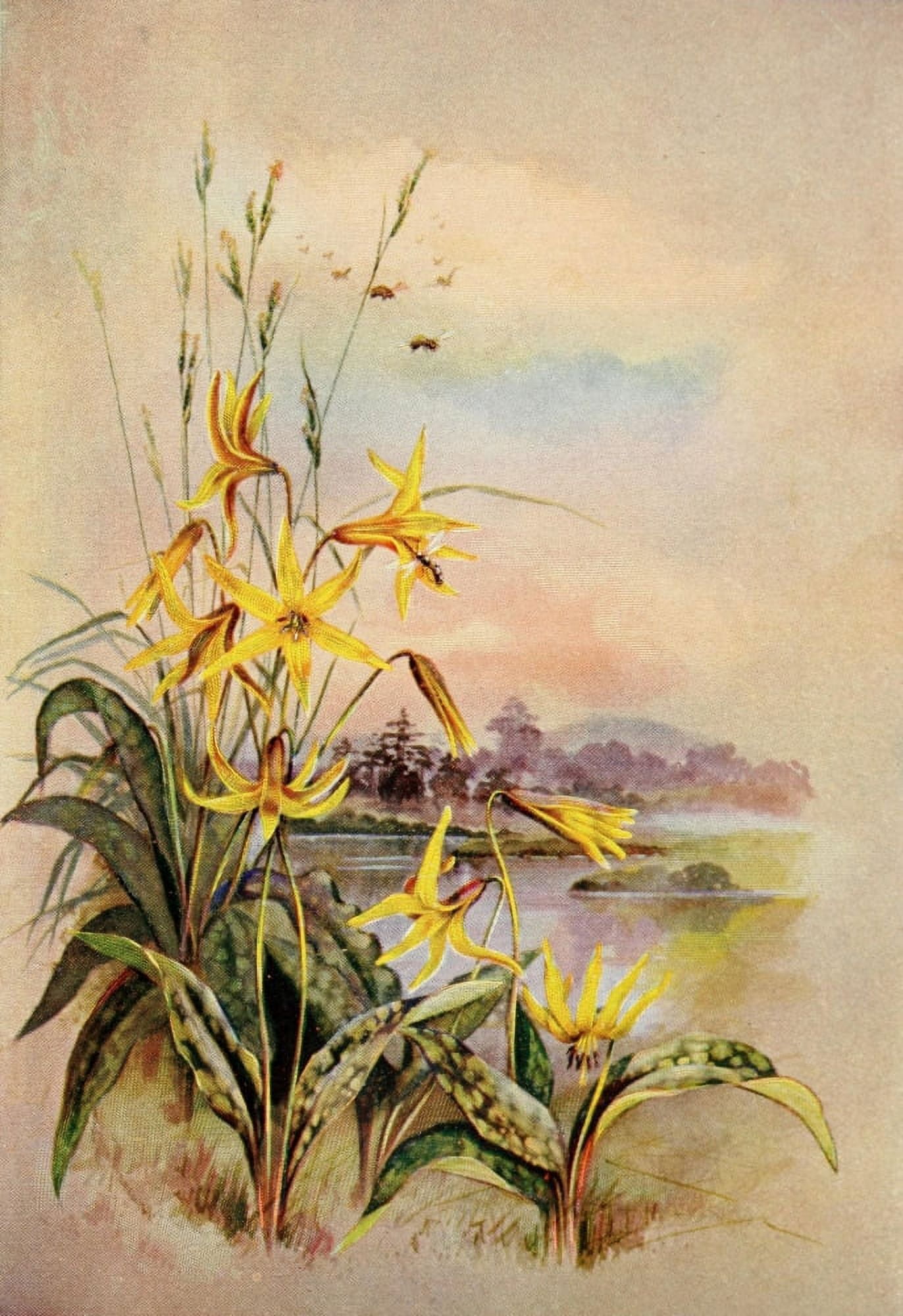 Guide to the Wild Flowers 1899 Yellow Adders Tongue Canvas Art - Ellis Rowan (24 x 36)