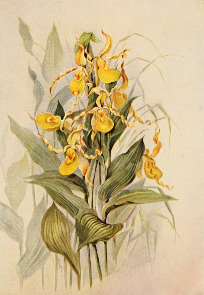 Guide to the Wild Flowers 1899 Yellow Ladys Slipper Canvas Art - Ellis Rowan (24 x 36)