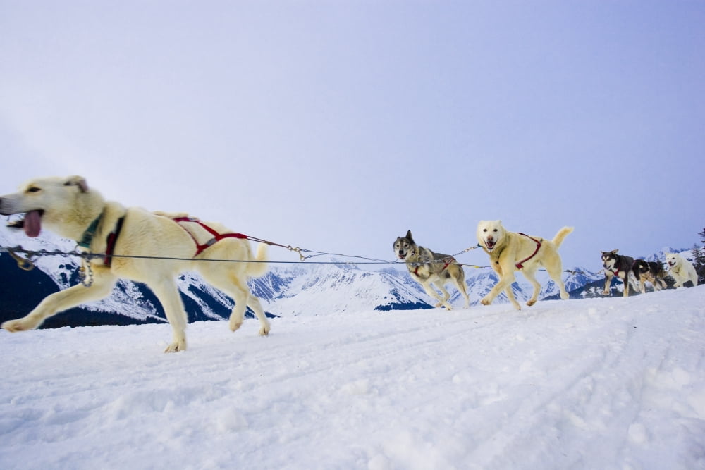 Guided Dog Mushing Tour In Moose Meadows At Alyeska Resort Near Girdwood In Southcentral Alaska Canvas Art - Michael DeYoung Design Pics (34 x 22)