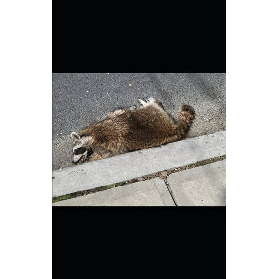 Guides: Demons, Deities, and Dogs of Damnatiom: A Guide by Diverse Hands (Paperback)