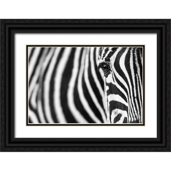 Guijt, Richard 24x17 Black Ornate Wood Framed with Double Matting Museum Art Print Titled - Zebra Stripes