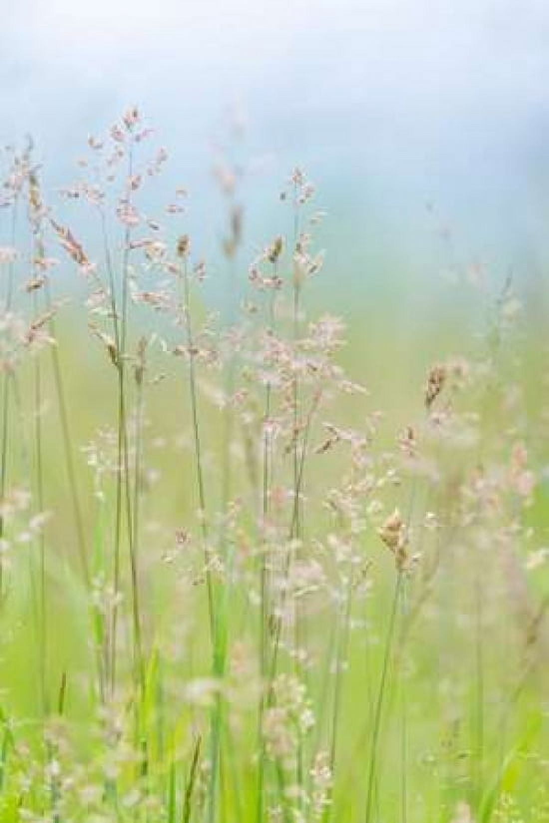 Guillemot Cove Grasses I Canvas Art - Kathy Mahan (12 x 18)