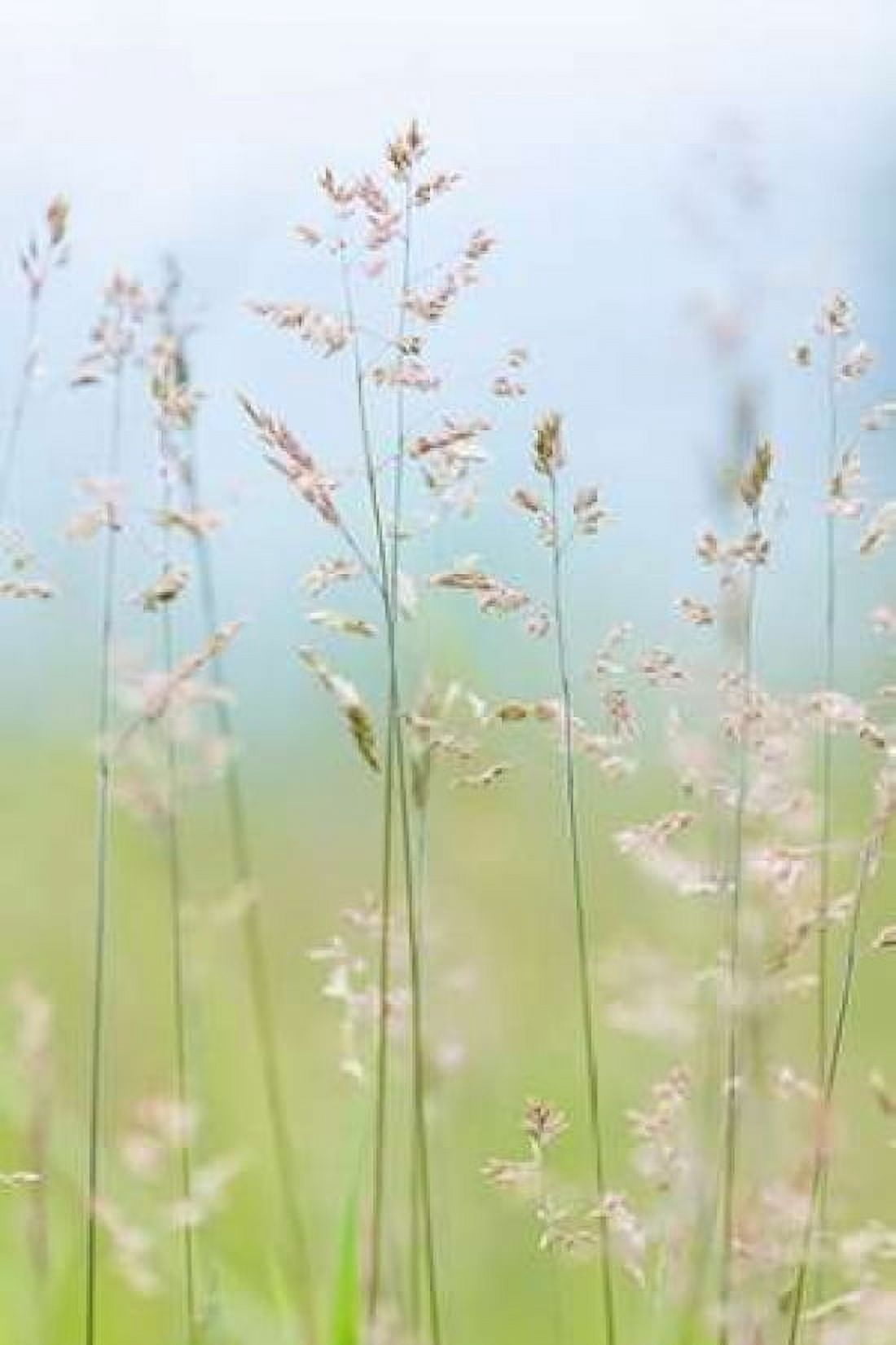 Guillemot Cove Grasses II Canvas Art - Kathy Mahan (24 x 36)
