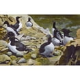 thumbnail image 1 of Guillemots - Carroll Island - Washington State Print By Mary Evans Grenville Collins Postcard Collection, 1 of 3