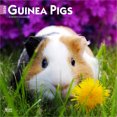 thumbnail image 1 of Guinea Pigs | 2026 12x24" (Hanging) Wall Calendar | Plastic-Free | BrownTrout, 1 of 9