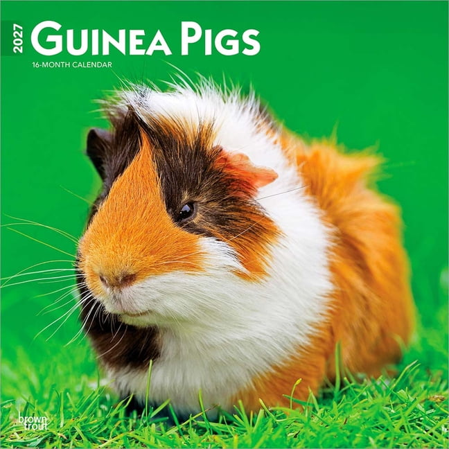 Guinea Pigs 2027 12 X 24 Inch (Hanging) Monthly Square Wall Calendar Plastic-Free, (Paperback)