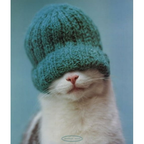 Guiness Cat - Rachael Hale Poster by (16 x 20)